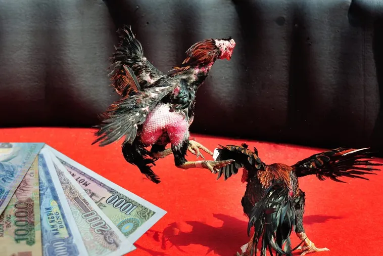 Bí Quyết Chơi Đá Gà Sabong Tại GO88 Từ Các Chuyên Gia Hàng Đầu 1 Bí Quyết Chơi Đá Gà Sabong Tại GO88 Từ Các Chuyên Gia Hàng Đầu